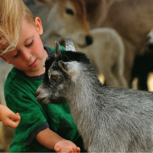 Pet Zoo (2 Hours) Pet Zoo (2 Hours)